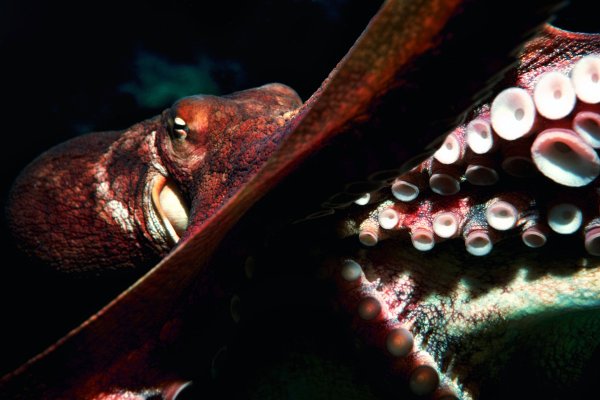 Кракен маркетплейс ссылка krakenat2krnkrnk com